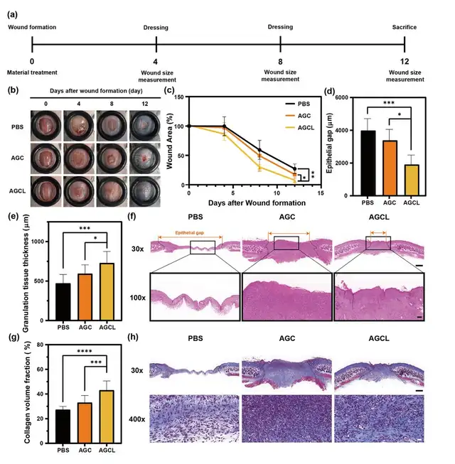 Este polvo hemostático ofrece una solución crítica en entornos militares y de combate gracias a su rapidez. Foto: KAIST<br> Este polvo hemostático ofrece una solución crítica en entornos militares y de combate gracias a su rapidez. Foto: KAIST<br>