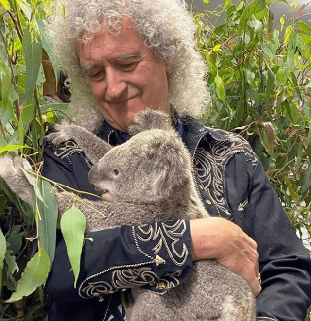 Brian May visitó a koalas sobrevivientes del incendio forestal en Australia.