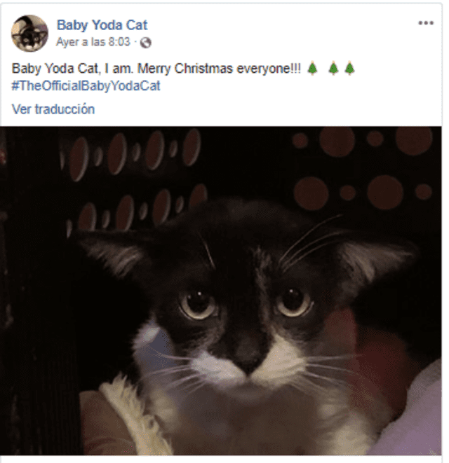Baby Yoda Cat