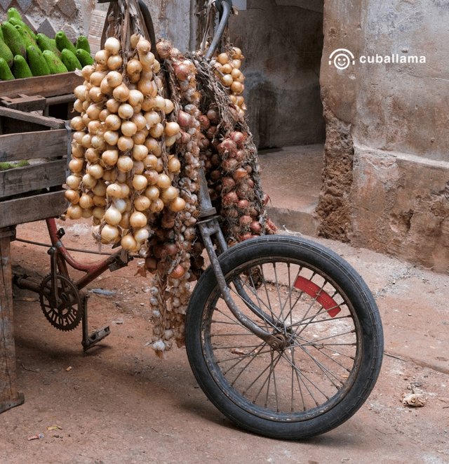 Cuba | cebolla 