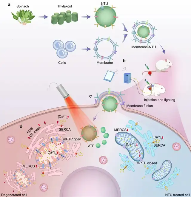 El diagrama revela un método innovador para integrar nanopartículas activadas por luz en células animales, permitiendo recuperar la red de orgánulos y mejorar la función celular. Foto: Nature