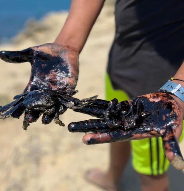  Así quedaron diversas especies marinas tras el derrame de petróleo en Lobitos.    