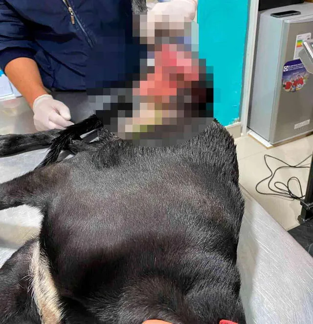 Perrito 'Negrito' tiene graves heridas