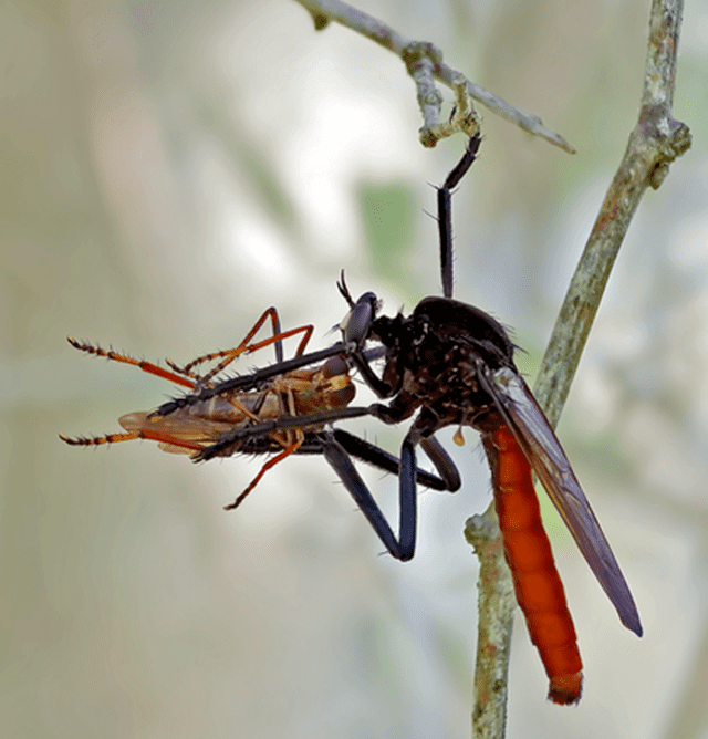 Las moscas asesinas paralizan a sus presas lanzándoles un líquido pegajoso y venenoso. Foto: Eduardo Axel Recillas / I Naturalist   