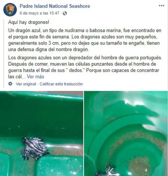 Publicación del parque en su página oficial de Facebook sobre el hallazgo de los dragones azules. Foto: Captura Facebook.