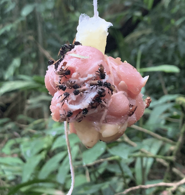 Abejas carnívoras en Costa Rica