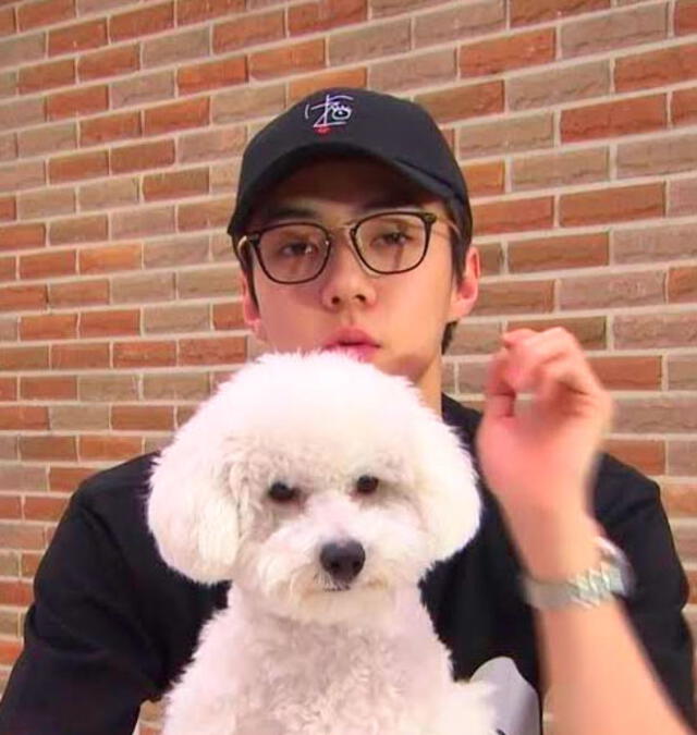 EXO: Sehun posee un perro de raza bichon frisé.