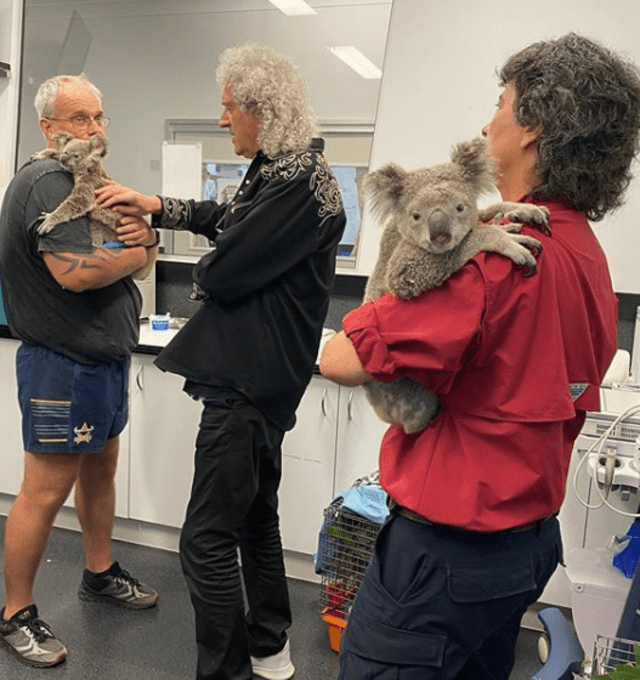 Brian May tocó un concierto privado para uno de los koalas.