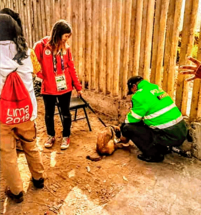 Caroline, una integrante de la delegación de Canadá en los Juegos Panamericanos rescató a un perro callejero.