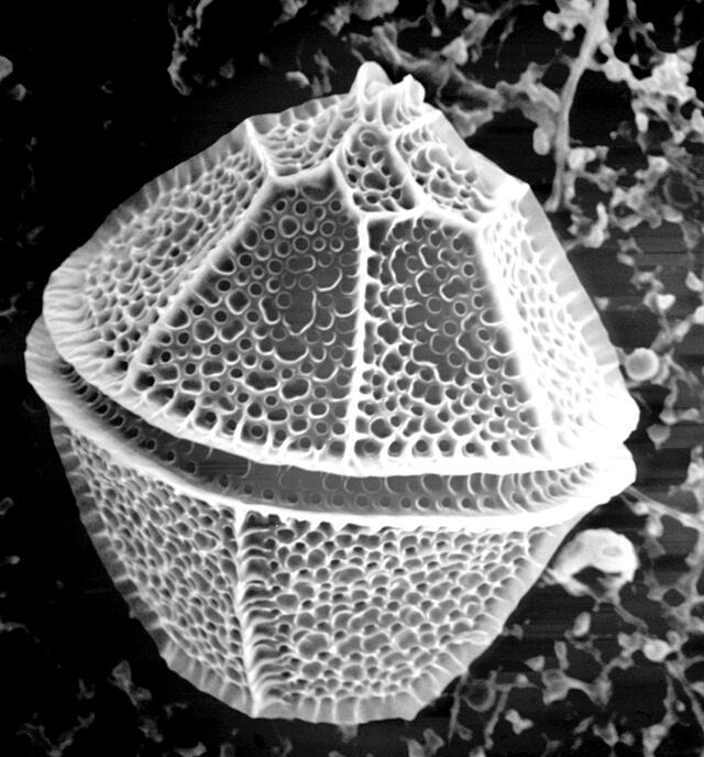  Fotografía de Lingulodinium polyedra. Foto: Juan Antonio Alcober Bosch / Universidad de Valencia   