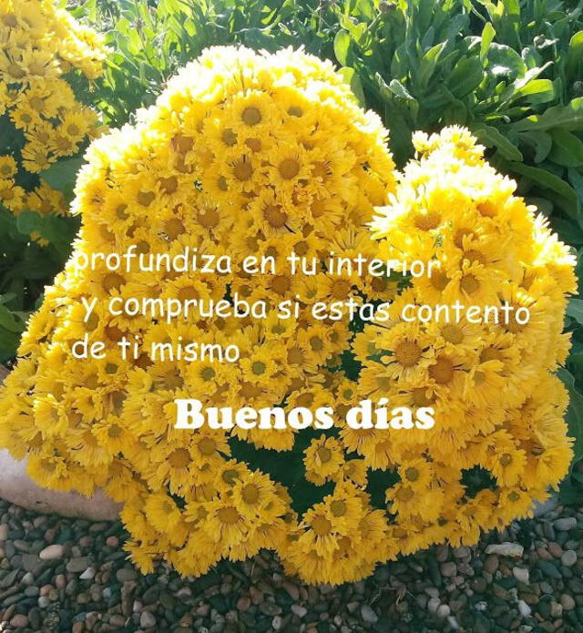Imágenes con frases de flores amarillas. Foto: Pinterest   
