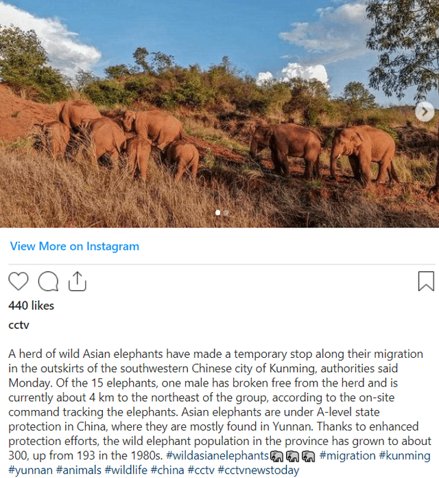 Manada de elefantes avanza en China en busca de comida