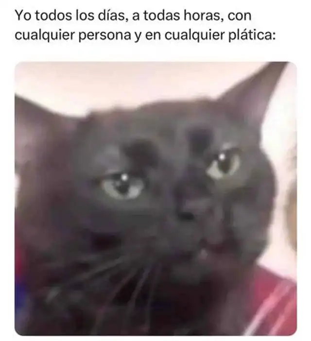  Humor felino. Los mejores memes para el Día Internacional del Gato que te encantarán. Foto: X    
