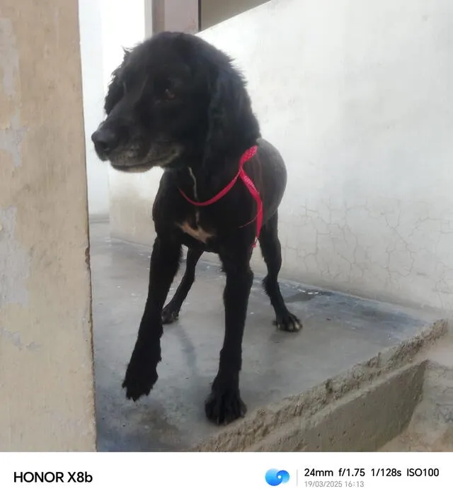 Sultana está a la espera de una familia tras ser estabilizada. Foto: Cortesía. Sultana está a la espera de una familia tras ser estabilizada. Foto: Cortesía.