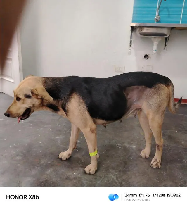 La perrita Laika se recuperó tras ser encontrada con desnutrición. Foto: Cortesía La perrita Laika se recuperó tras ser encontrada con desnutrición. Foto: Cortesía