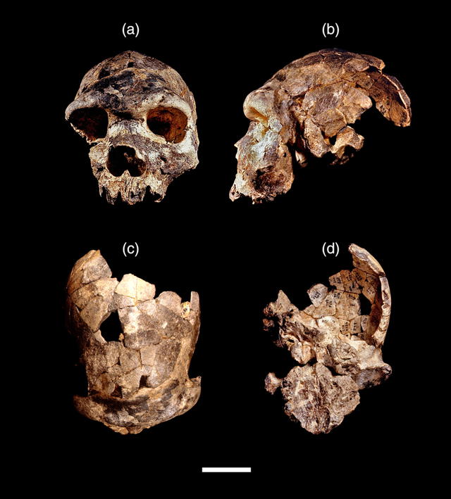 Restos del cráneo de Homo bodoensis, la nueva clasificación de homínido. Foto: Roksandic et. al.