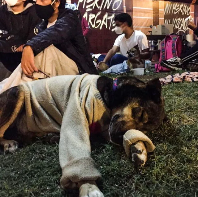 Perro rescatado cerca a plaza San Martín, durante protestas de noviembre en 2020. Foto: Brigada Animalista Perú   