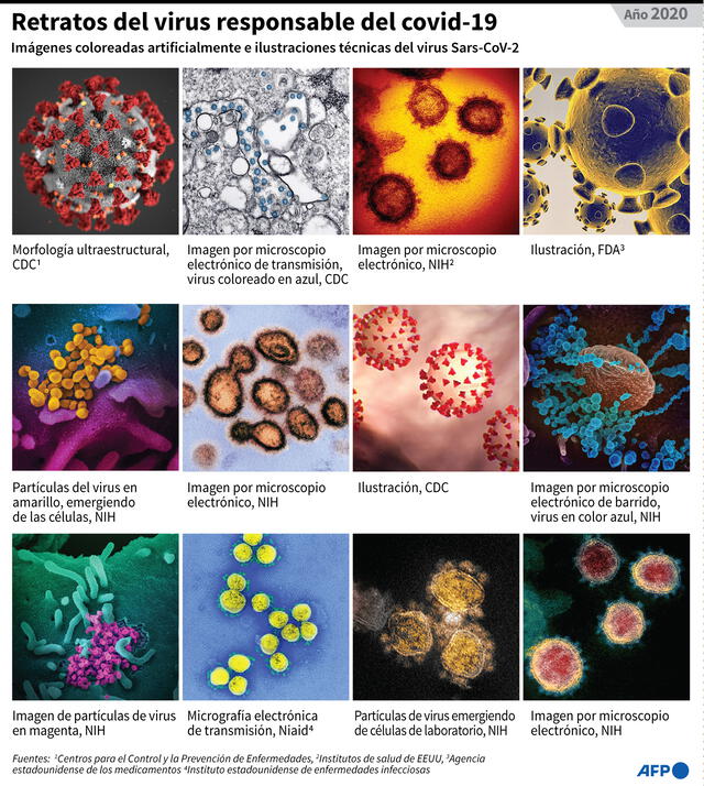 Imágenes coloreadas artificialmente e ilustraciones técnicas del SARS-CoV-2, el virus responsable de la COVID-19. Infografía: AFP
