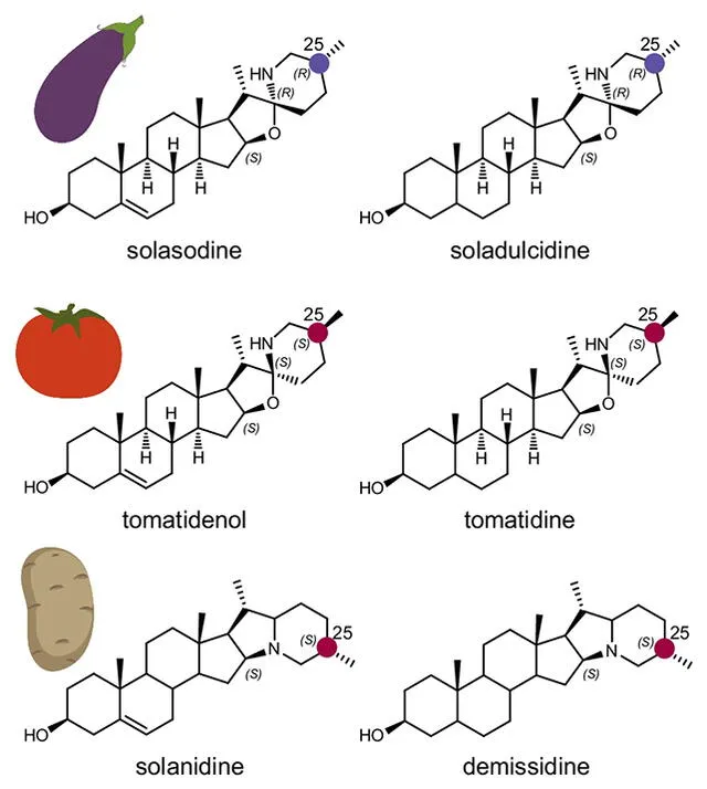 Los investigadores estudiaron las estructuras químicas de los tomates y sus derivados. Foto: Nature Communications Los investigadores estudiaron las estructuras químicas de los tomates y sus derivados. Foto: Nature Communications