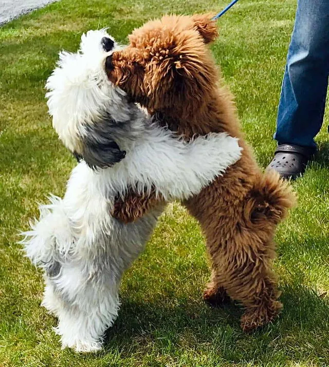 Perritos se saludan con un abrazo. Foto: Facebook Dogspotting Society   