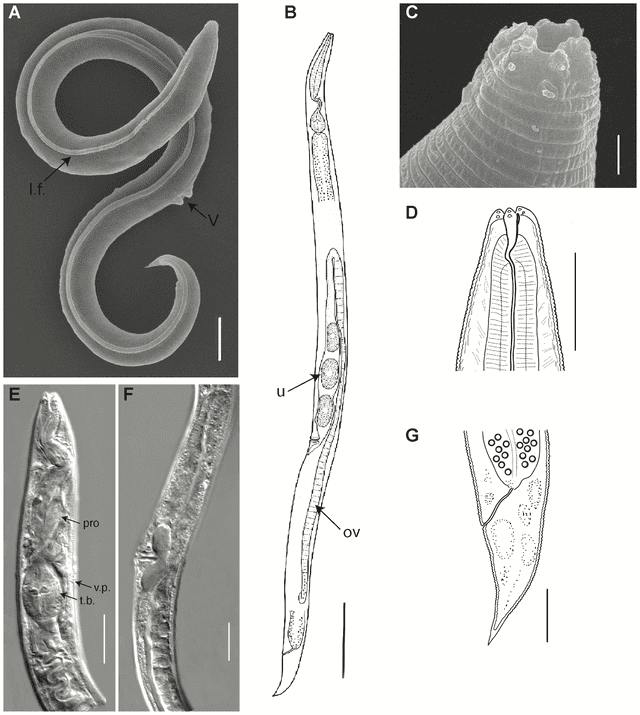  Imágenes del nematodo congelado. Foto: PLoS GeneTiCS   