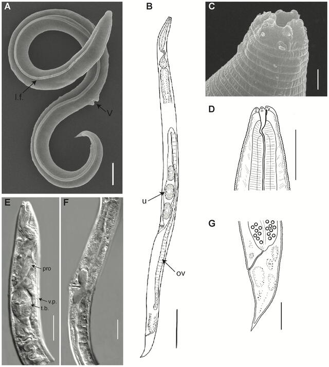 Imágenes, divulgadas por el equipo de investigadores, que revelan la estructura del nematodo congelado. Foto: Shatilovich A. et al.   