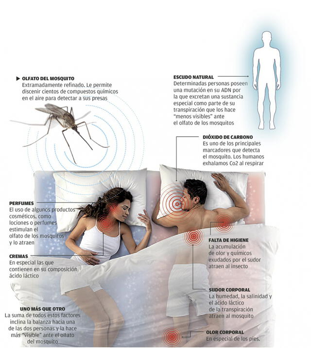 Razones para ser más 'atractivo' para los mosquitos. Infografía: Fago de Vigo
