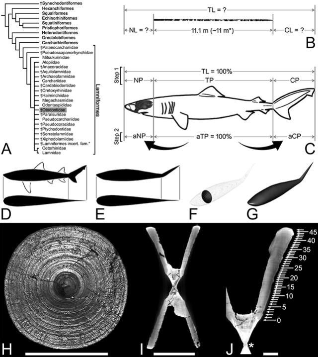  Estudio de fósiles de Megalodon.   
