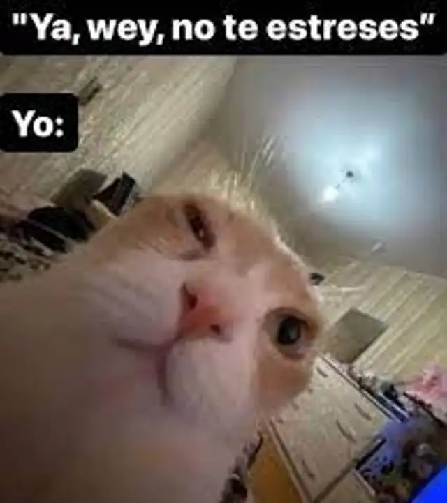  Descubre los memes de gatos que están haciendo furor este Día Internacional del Gato. Foto: X    