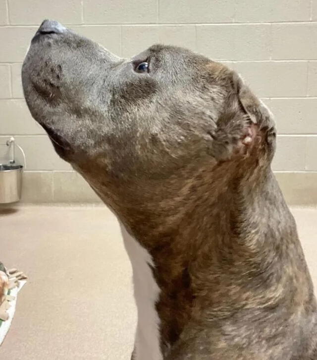 Bruno con la parte de su oreja ya recuperada. Foto: SPCA of Wake County    