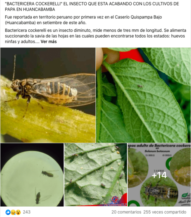 La publicación en la red social Facebook muestra fotografías del insecto Bactericera Cockerelli. Fuente: Captura LR, Facebook.