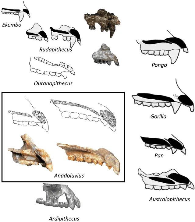  Los científicos reconstruyeron las piezas faltantes del cráneo de Anadoluvius a partir de la comparación con otros parientes de los humanos. Foto: Communications Biology (2023)   