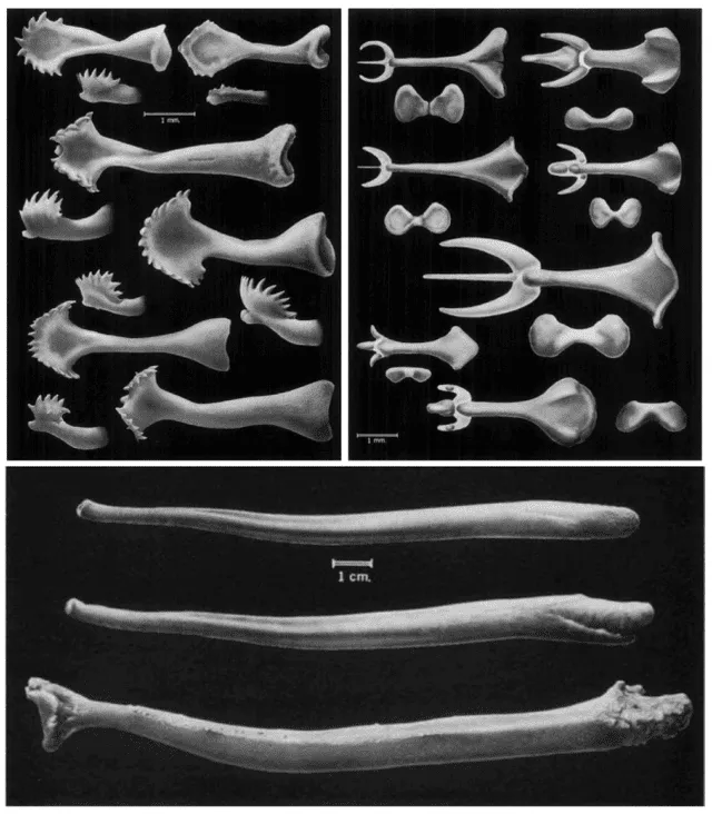  El báculo es uno de los huesos más enigmáticos y diversos. En la parte inferior, los de un oso polar y un león marino. En la parte superior: a la derecha, los báculos de un campañol (tipo de roedor); a la izquierda, los de una ardilla. Foto: Cell   