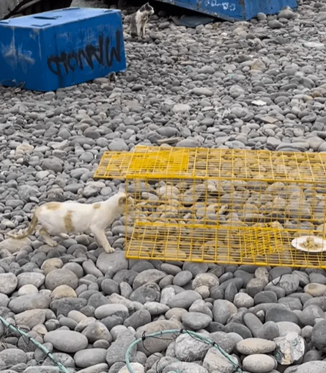  Primero, debían atrapar a los gatos con trampa de comida. Foto: captura de pantalla/Mike Milfort/Instagram   