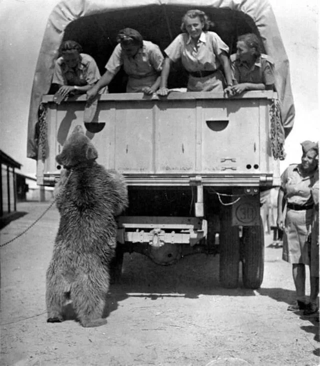 Wojtek fue cuidado como un bebé por los reclutas polacos. Foto: Twitter / GEDV86