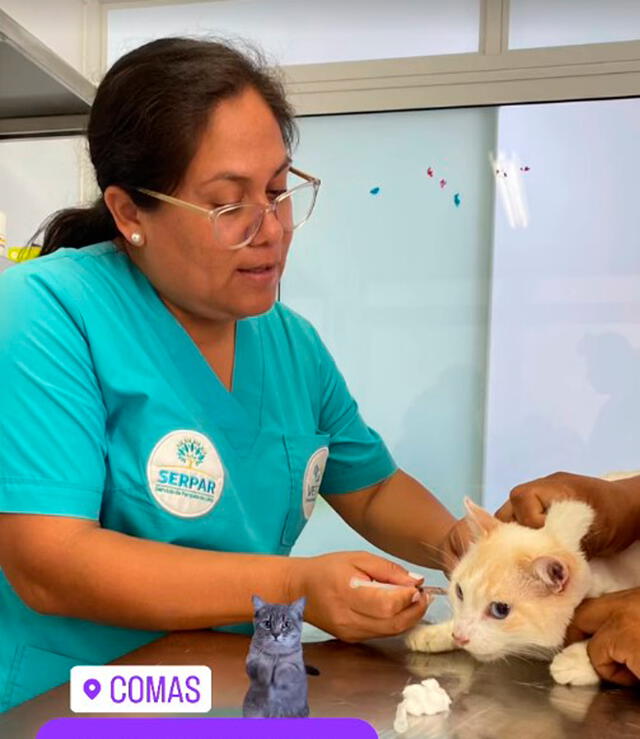 Gato es vacunado en la Veterinaria Solidaria de Comas. Foto: Instagram/Serpar   