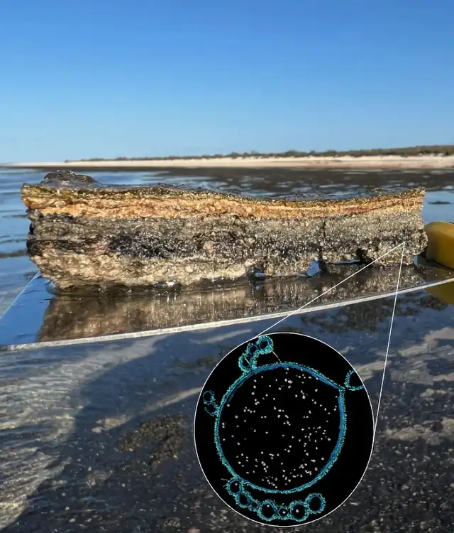 Imagen compuesta de la arquea Asgard (recuadro) hallada en las esteras microbianas de Shark Bay. Foto: Iain Duggin, Debnath Ghosal, Brendan Burns