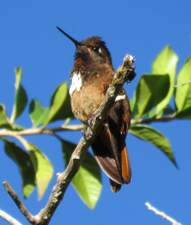 Turismo en Apurímac: todos los caminos llevan al nevado de Ampay Turismo en Apurímac: todos los caminos llevan al nevado de Ampay