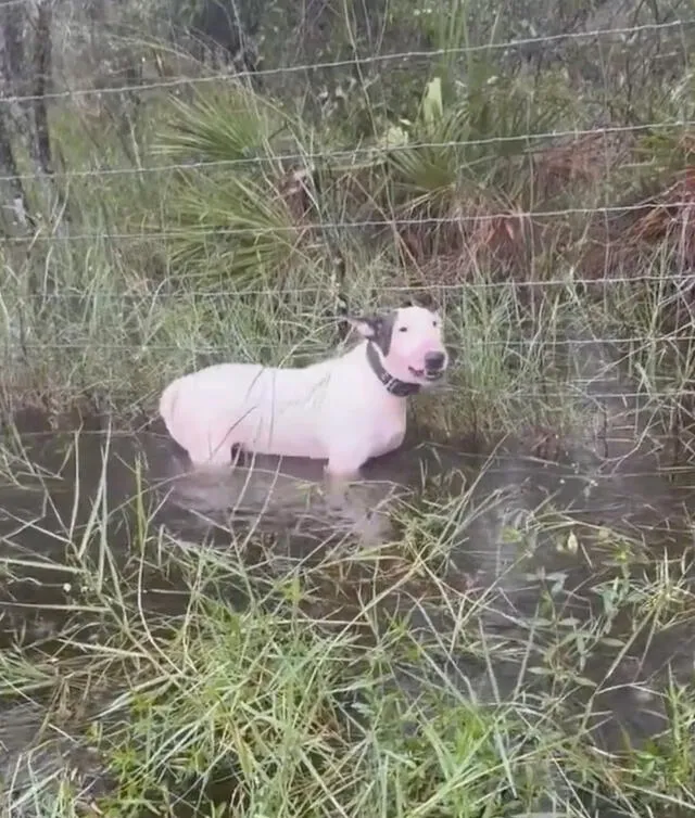 Foto del perrito que fue rescatado por la policía. Foto: X Foto del perrito que fue rescatado por la policía. Foto: X