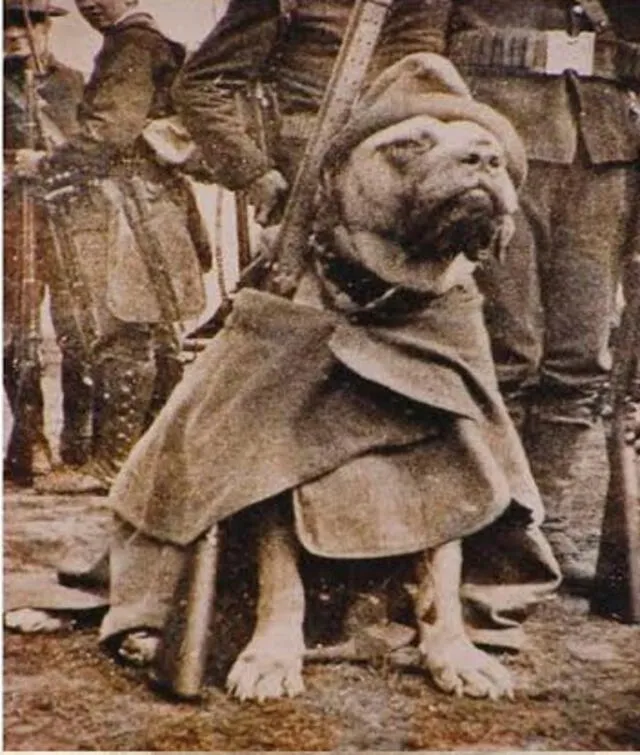 Stubby, el perro sargento que salvó vidas y capturó a un espía alemán en la Gran Guerra
