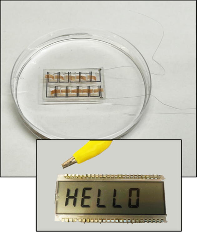 Una matriz de bioparches alimenta una pequeña pantalla LCD. Crédito: University of Massachussets / Liu et. al. (2022) / Nature
