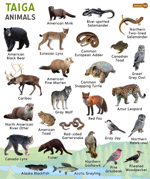 Algunas animales que habitan la Taiga euroasiática. Foto: Animal Spot   