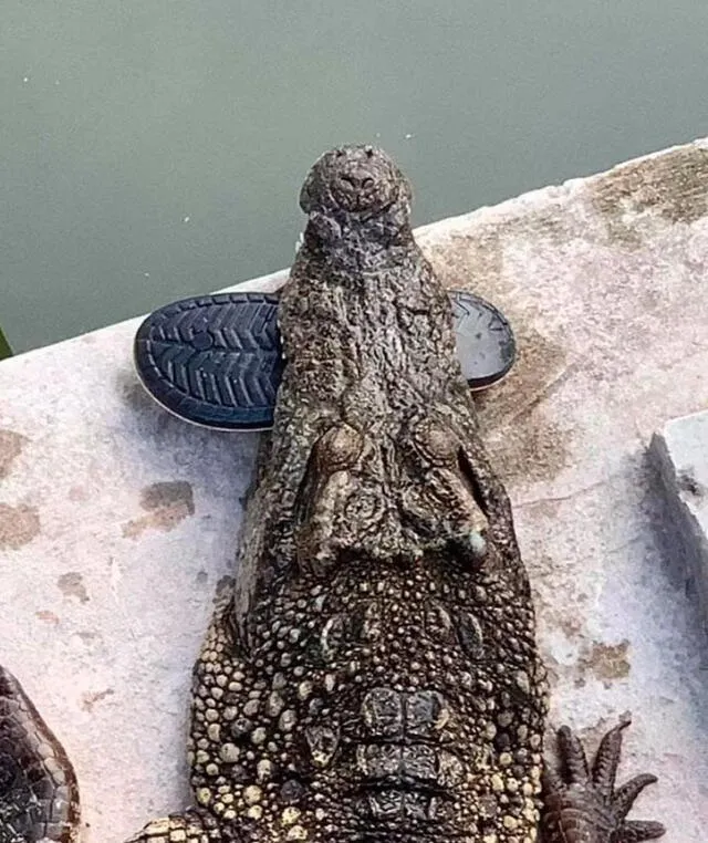 Los informes indican que el granjero fue prácticamente mutilado por los reptiles. Foto: Kossy Derrickent.