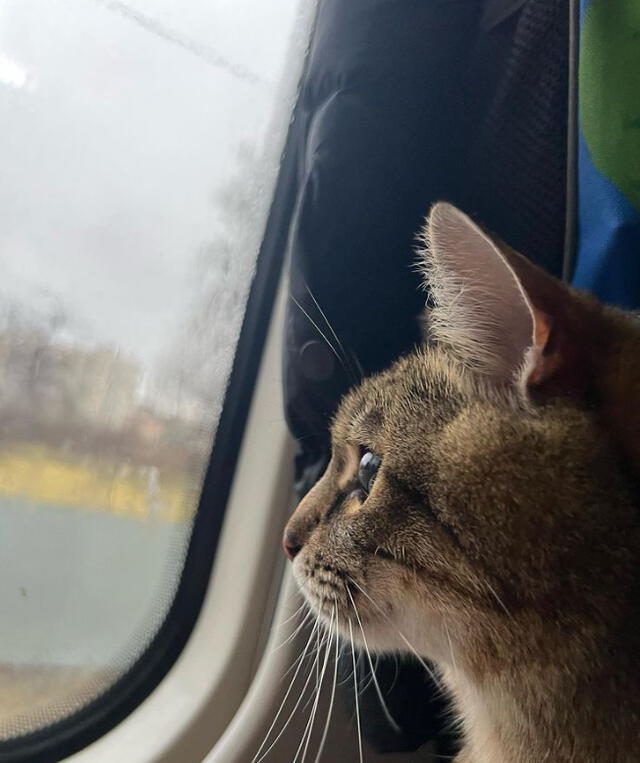 Stepán, el gato tiktoker que logró huir con su familia de la guerra en Ucrania