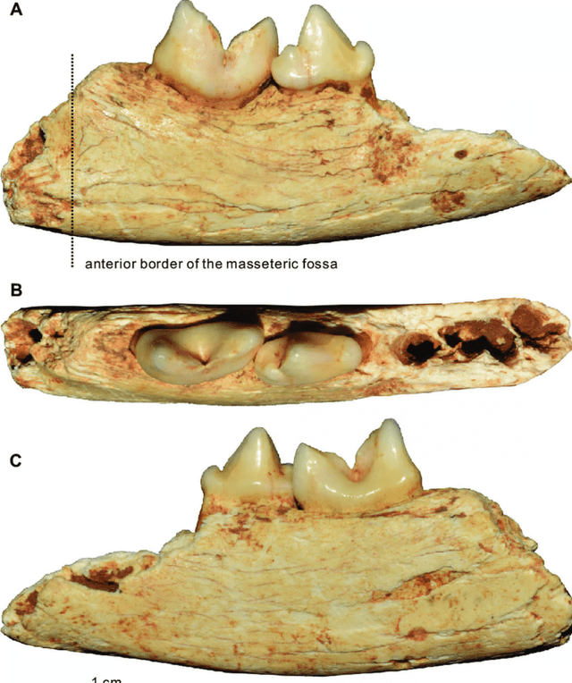 El hallazgo, publicado en Annales Zoologici Fennici, incluye un molar inclinado único que sugiere una ascendencia común con el gato doméstico y el gato de Pallas. Foto: Academia China de Ciencias   