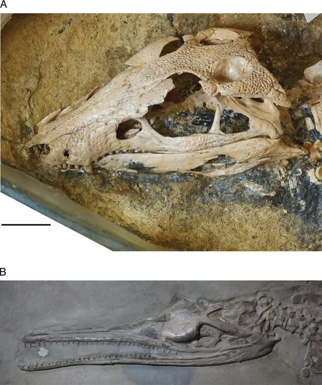 Los especímenes fósiles de crocodilomorfos presentan diversas formas de cráneo y diente. Foto: Melstrom et al. Los especímenes fósiles de crocodilomorfos presentan diversas formas de cráneo y diente. Foto: Melstrom et al.