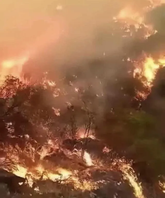  Incendio afecta a bosques. Foto: La Lupa    