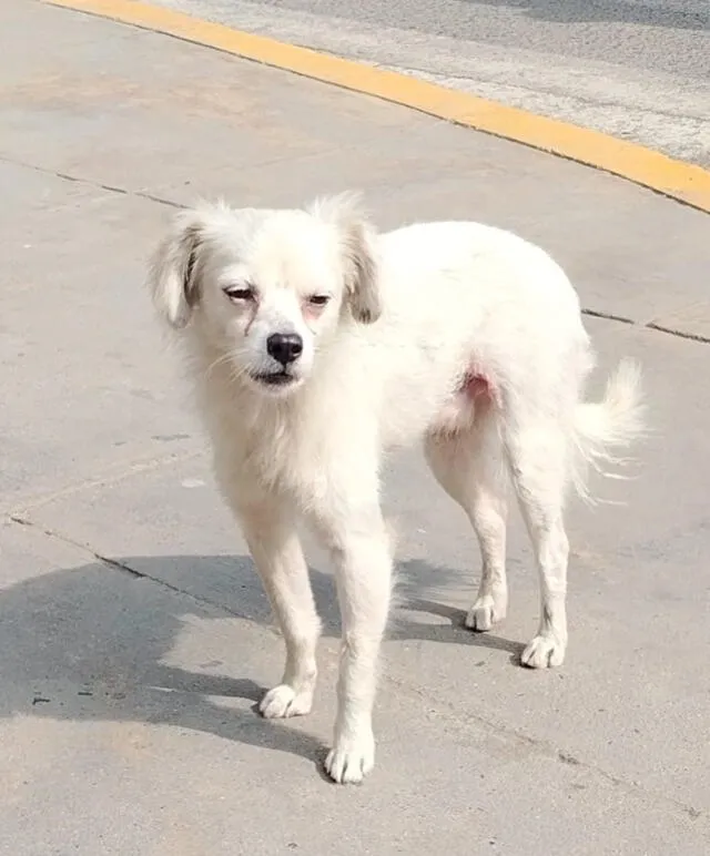 Perritos en busca de hogar. Foto: cortesía Perritos en busca de hogar. Foto: cortesía