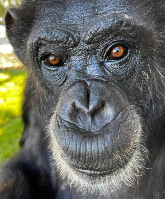 Vainilla ahora disfruta de espacios al aire libre. Foto: @savethechimps/Instagram   