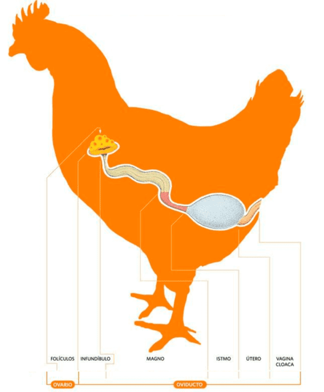  Esquema de la formación del huevo en la gallina. Foto: ResearchGate   